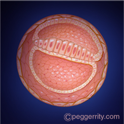 Illustration of a fetus at 4 weeks