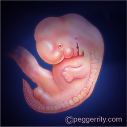 Illustration of a fetus at 8 weeks