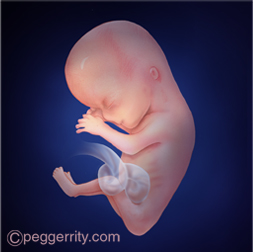 Ilustración de un feto de 12 semanas