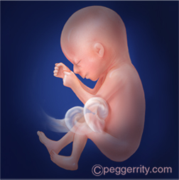 Ilustración de un feto de 20 semanas