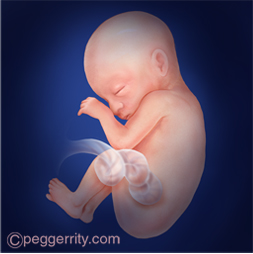 Ilustración de un feto de 24 semanas