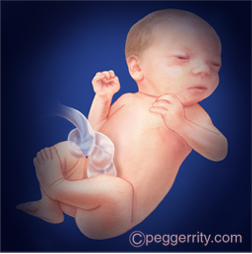 Ilustración de un feto de 36 semanas