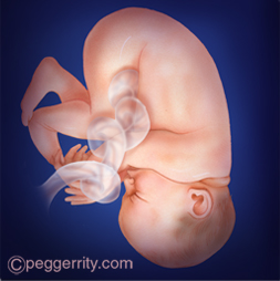 Ilustración de un feto de 39 semanas